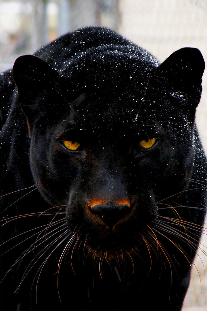 Animal Mean Black Panther Poster Wall Art Print Home Wall Decor