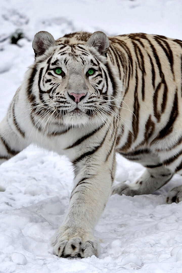 Siberian Tiger With Green Eyes White Snow Poster Wall Art Print Home Wall Decor
