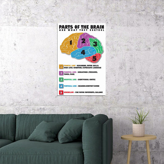 Parts Of The Brain Anatomy Medical Poster Wall Art Print Home Wall Decor - xonomax