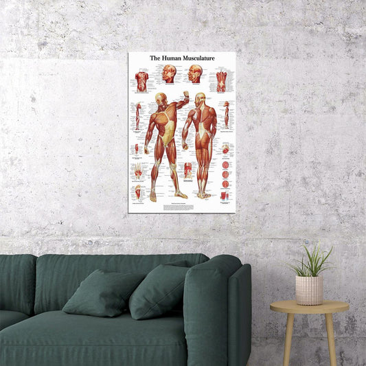 Human Anatomy Muscles System Human Presentation Poster Wall Art Print Home Wall Decor - xonomax