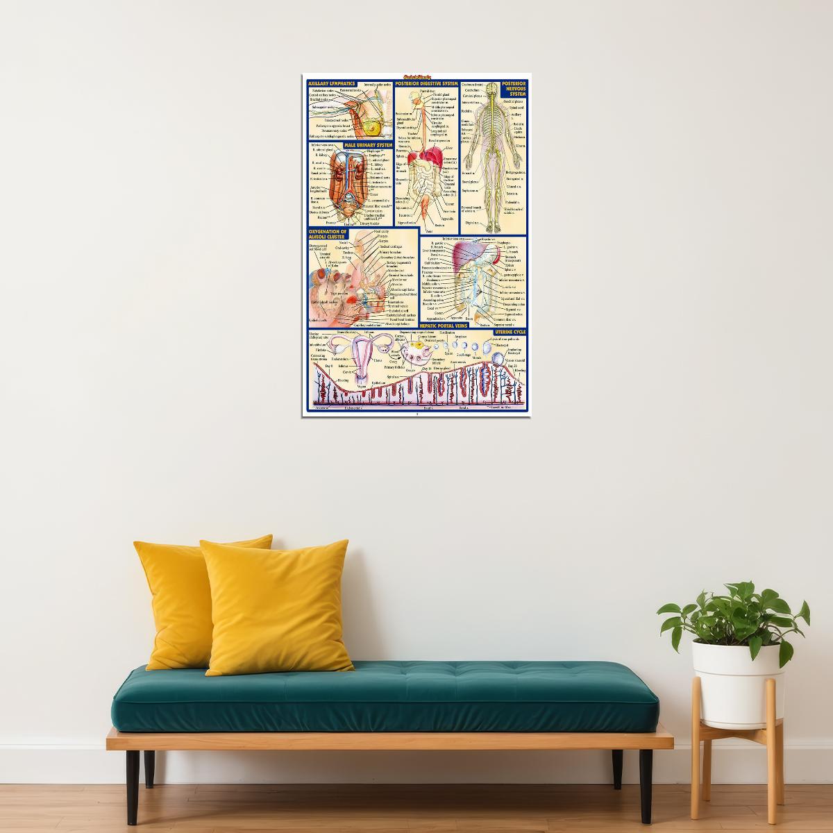 Human Anatomy Body Map Healthy Poster Wall Art Print Home Wall Decor