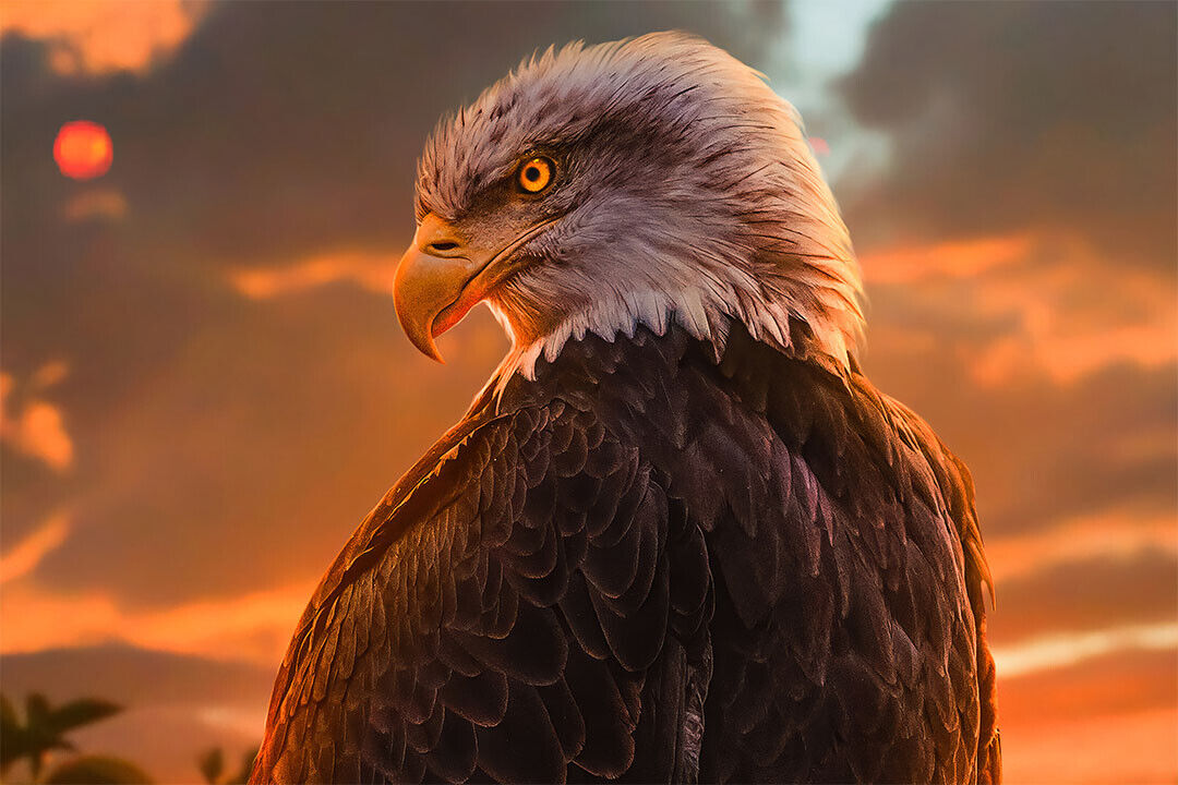 Eagle Looking Sideways Wild Life Animals Poster Wall Art Print Home Wall Decor - xonomax