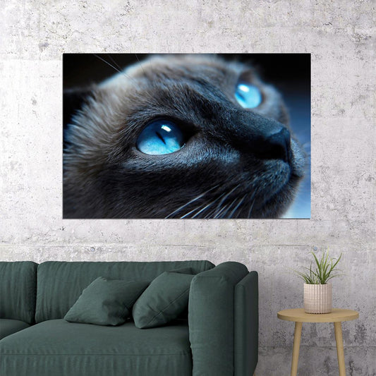 Blue Eyes Cat Looking Up Mammal Animals Poster Wall Art Print Home Wall Decor - xonomax