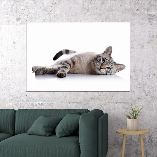 Cute Cat Lying Down Animals Wild Life Poster Wall Art Print Home Wall Decor - xonomax