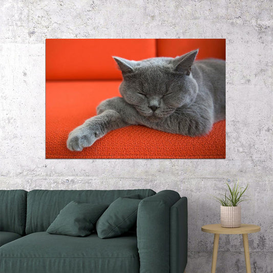 Cute Gray Cat Sleeping Animals Nature Life Poster Wall Art Print Home Wall Decor - xonomax