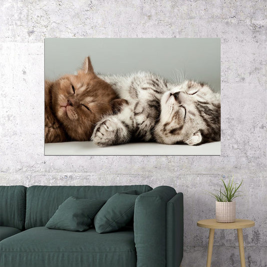 Cute Colorful Kittens Cat Sleeping Animals Poster Wall Art Print Home Wall Decor - xonomax