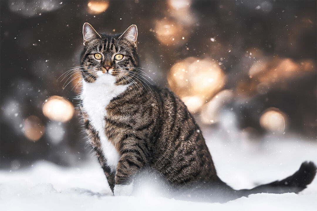 Cat In Snow Cute Animals Nature Life Poster Wall Art Print Home Wall Decor - xonomax