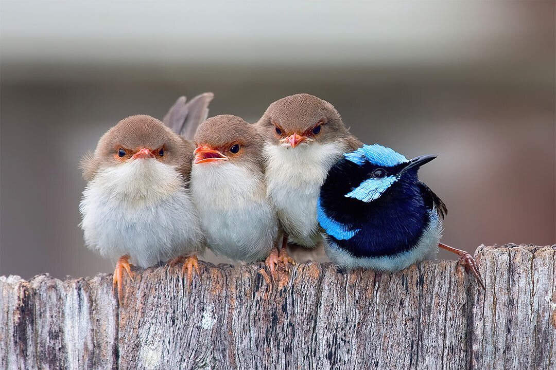 Cute Cuddling Birds Nature Life Poster Wall Art Print Home Wall Decor - xonomax