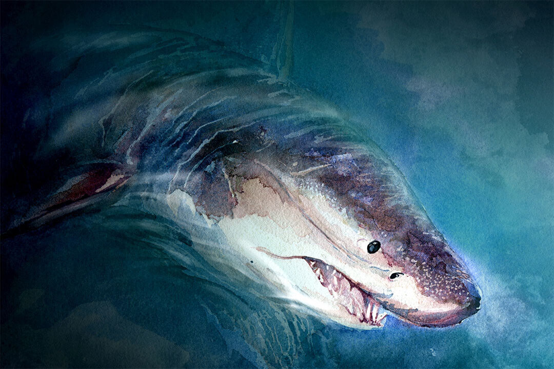Shark Artistic Drawings Picture Chart Animals Gift Poster Wall Art Print Home Wall Decor - xonomax