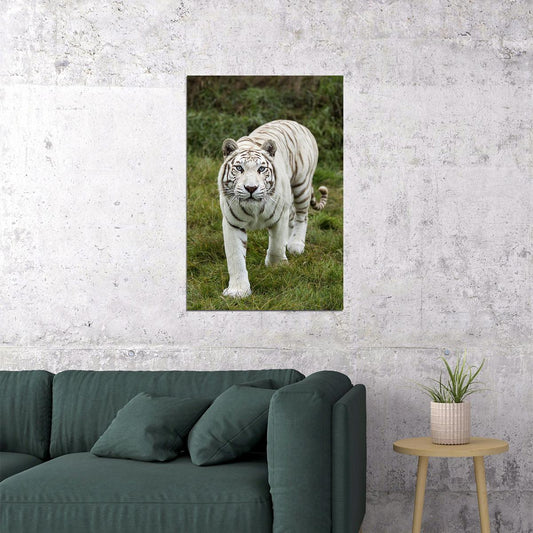 Tiger Animal Dangerous Wander Poster Wall Art Print Home Wall Decor - xonomax