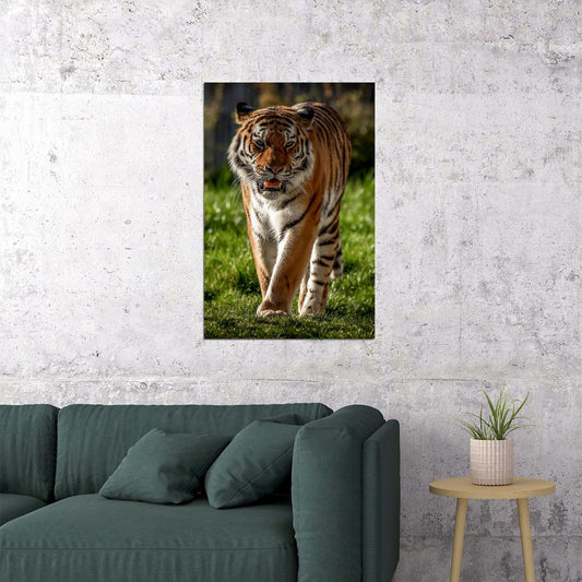 Tiger Animal Dangerous Wander Poster Wall Art Print Home Wall Decor - xonomax