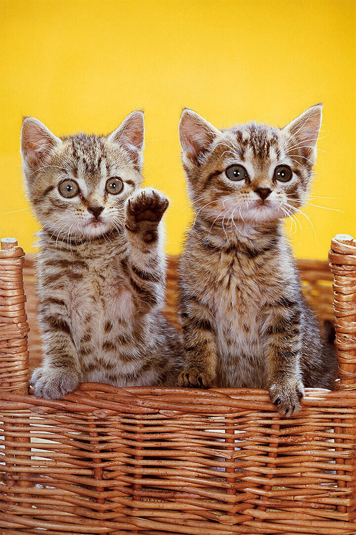 Cat Love All You Need Is Love And A Cat Domesticated Poster Wall Art Print Home Wall Decor - xonomax