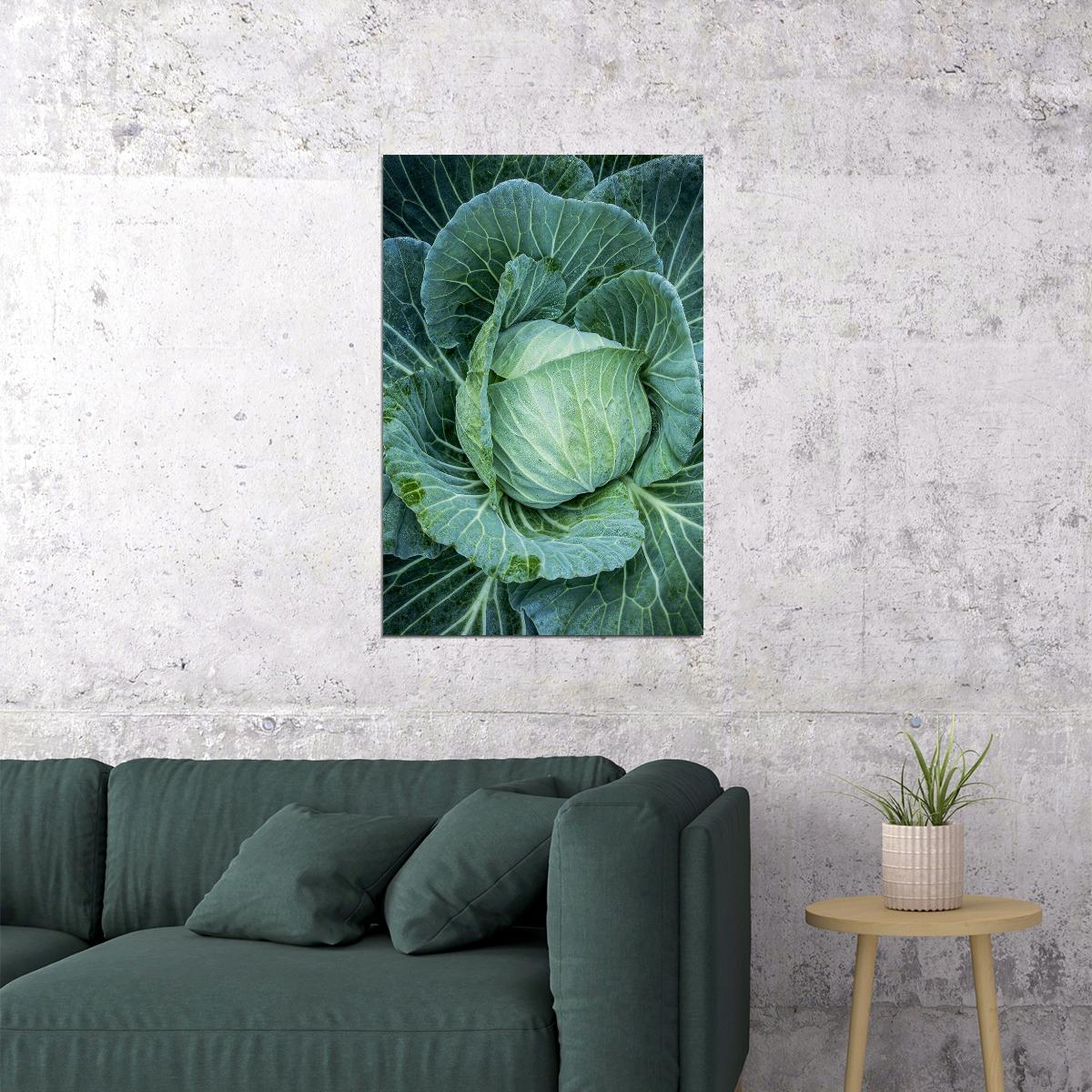 Cabbages Plant With Dense Leaves In The Field Poster Wall Art Print Home Wall Decor - xonomax