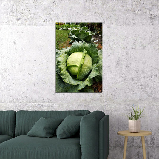 Cabbages Plant With Dense Leaves In The Garden Poster Wall Art Print Home Wall Decor - xonomax