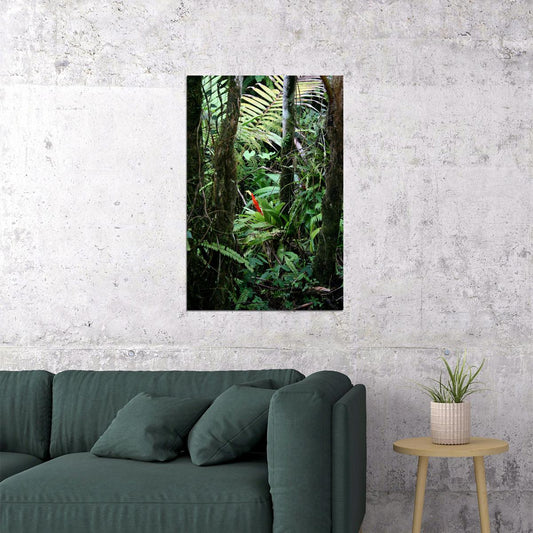 Rainforest Bromeliad And Palms Puerto Rico Poster Wall Art Print Home Wall Decor - xonomax