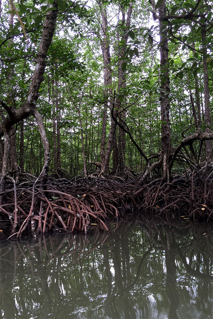 Red Mangrove Swamp Florida Nature Poster Wall Art Print Home Wall Decor - xonomax