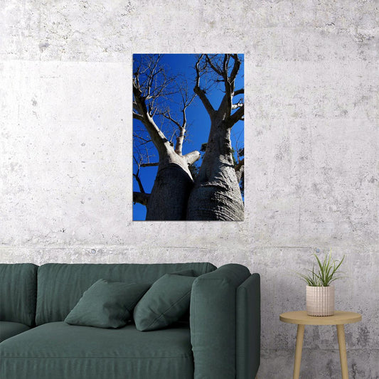 Baobab Tree In Leaf Bottom Up View Poster Wall Art Print Home Wall Decor - xonomax