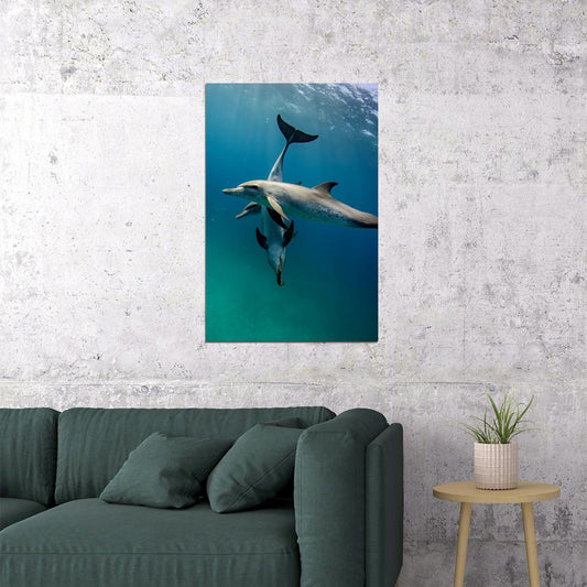 Animal Atlantic Dolphins Aquatic Life Poster Wall Art Print Home Wall Decor - xonomax