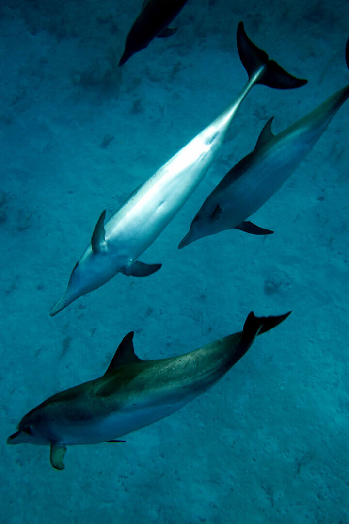Animal Atlantic Dolphins Aquatic Mammals Poster Wall Art Print Home Wall Decor - xonomax