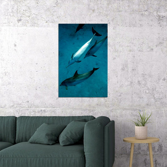 Animal Atlantic Dolphins Aquatic Mammals Poster Wall Art Print Home Wall Decor - xonomax