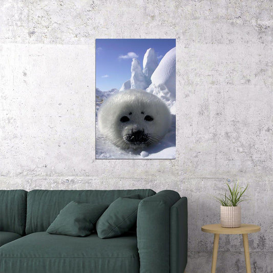 Baby Harp Seal Animal Fish And Marine Poster Wall Art Print Home Wall Decor - xonomax