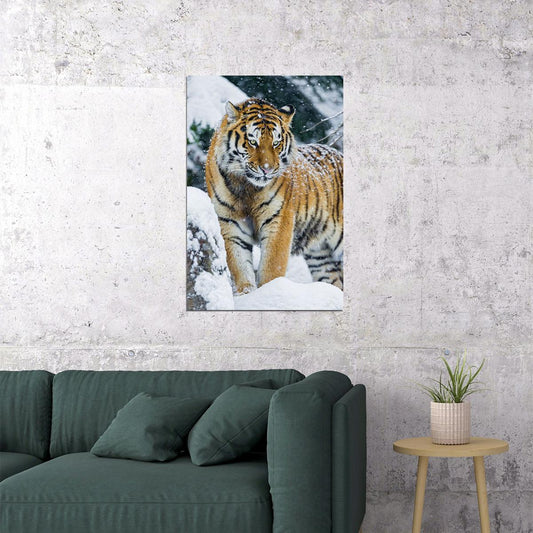Tiger In Snow Animal Walking Picture Poster Wall Art Print Home Wall Decor