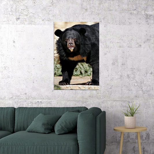 Sun Bear Animal Dangerous Poster Wall Art Print Home Wall Decor
