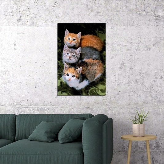 Three Cats Sweet Animals Cute Poster Wall Art Print Home Wall Decor