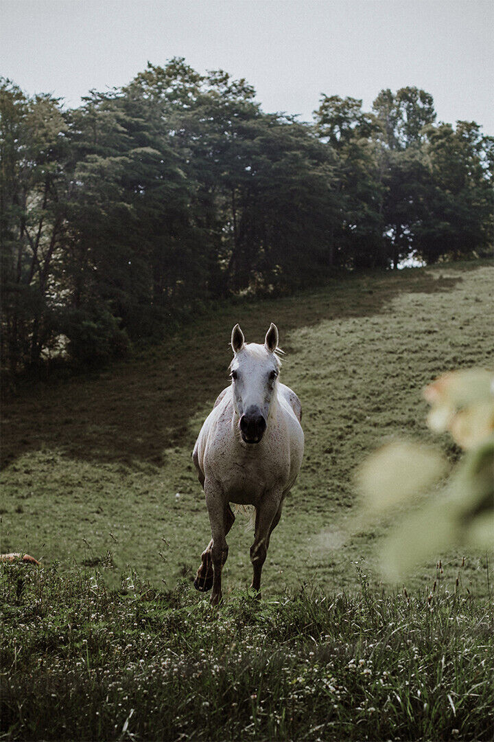 Horses Running Gray Mounted Animal Poster Wall Art Print Home Wall Decor