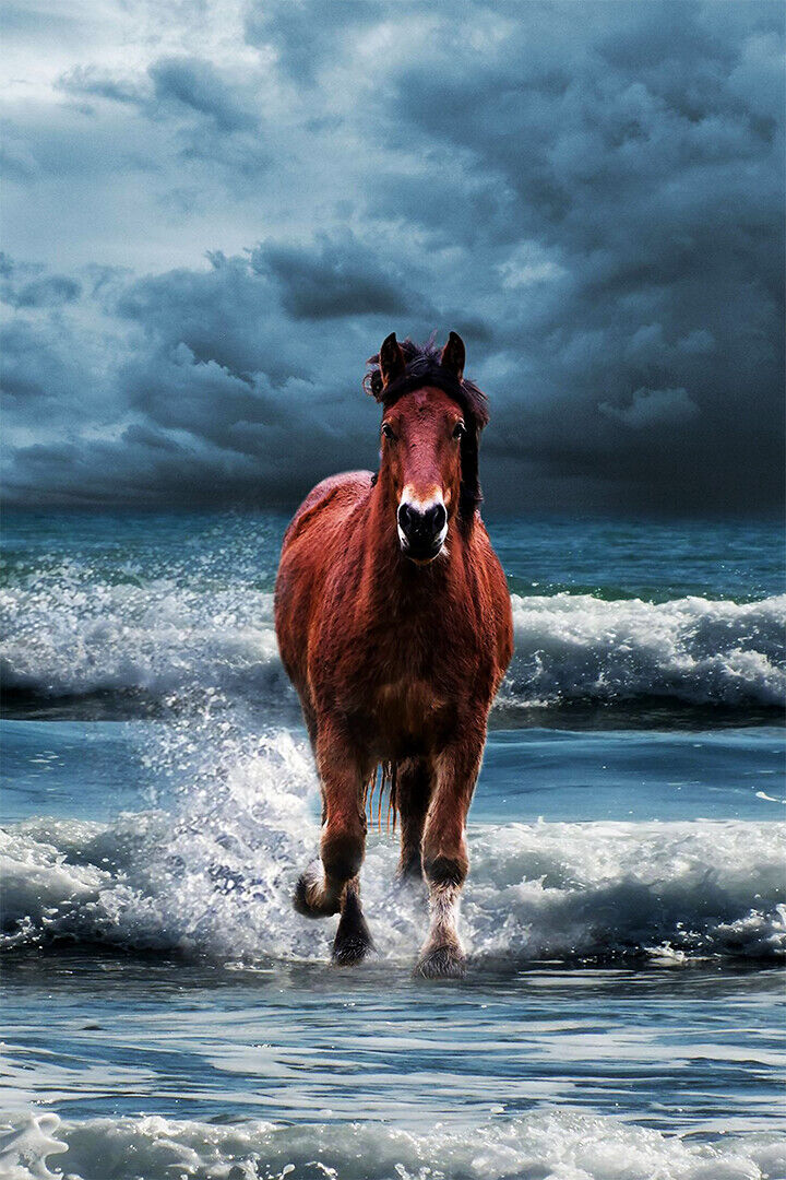 Horse Running On The Sea Domesticated Animal Poster Wall Art Print Home Wall Decor