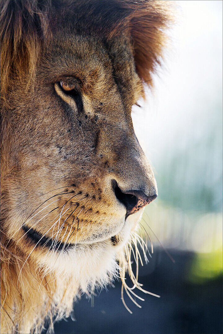 Wild Lion Dangerous Nature Big Head Cat Poster Wall Art Print Home Wall Decor