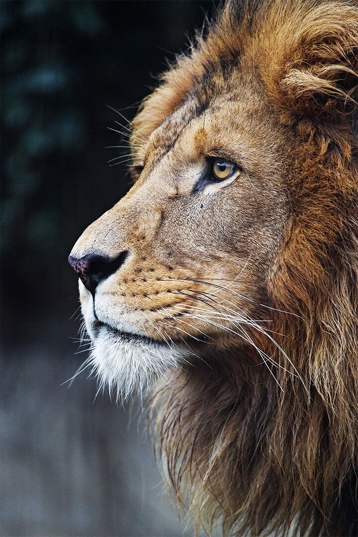 Wild Lion Big Noble Cat Picture Poster Wall Art Print Home Wall Decor