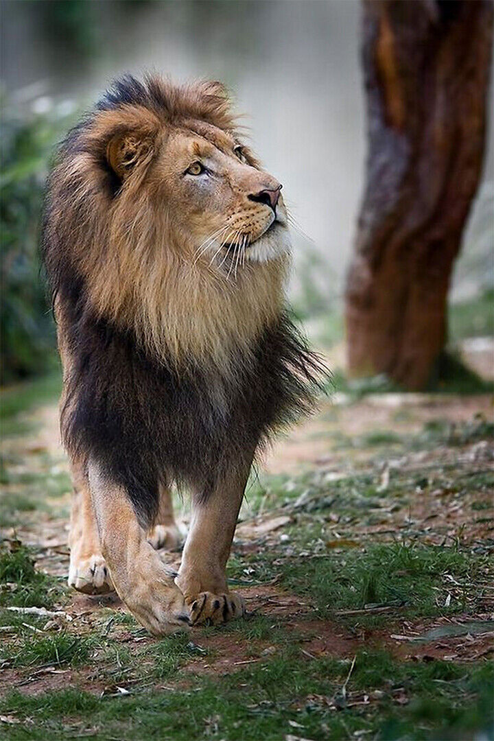 Wild Lion Big Animals Dangerous Nature Poster Wall Art Print Home Wall Decor