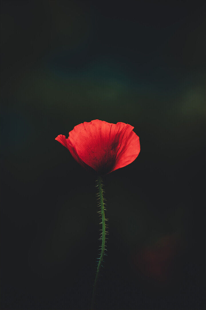 Red Flower On Black Background Poster Wall Art Print Home Wall Decor