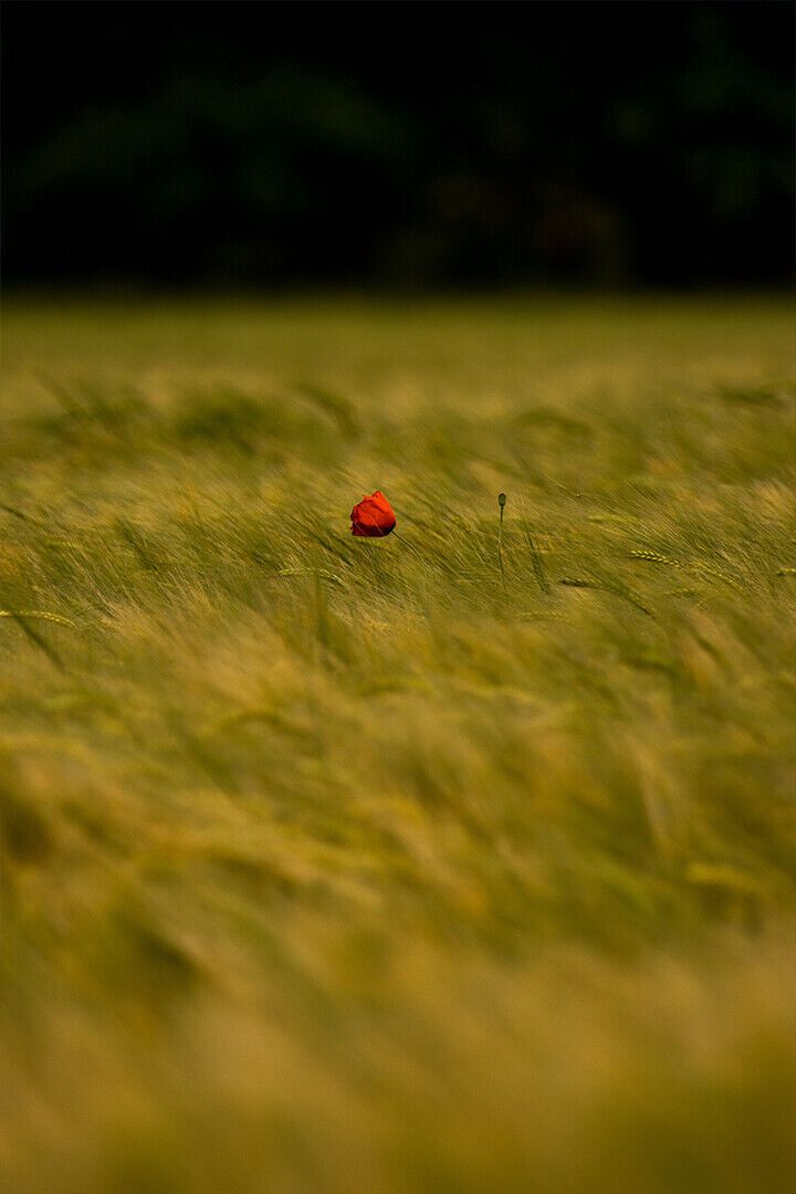 Green Grass With Red Flowers Poster Wall Art Print Home Wall Decor