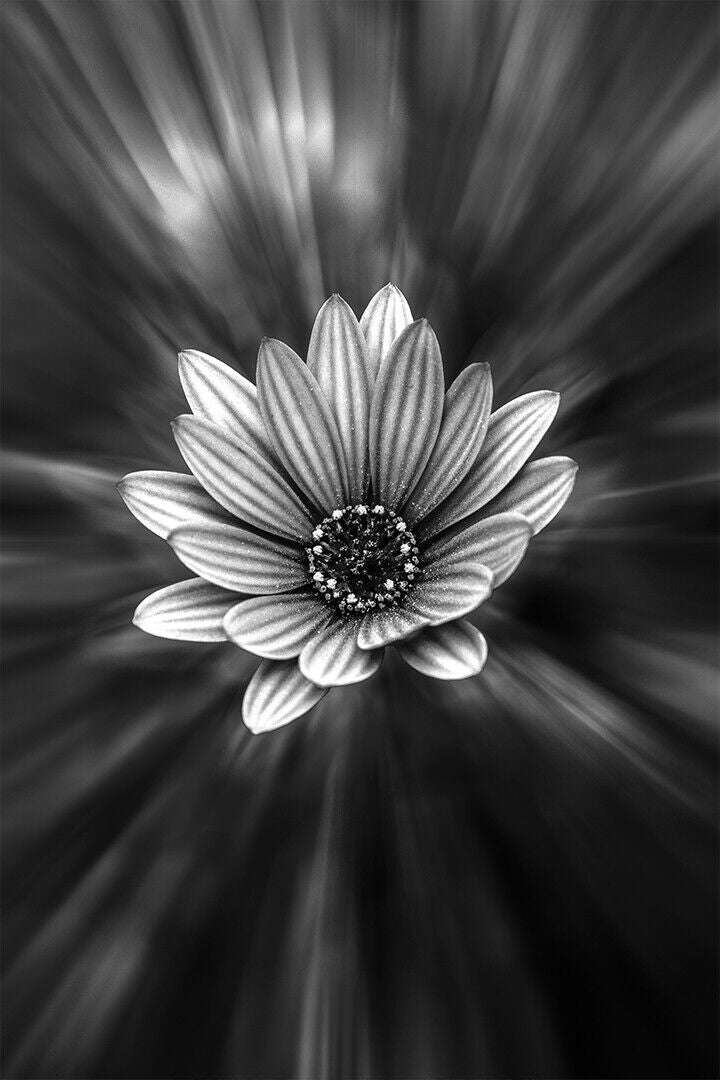 Grayscale Photography Of Petaled Flower Poster Wall Art Print Home Wall Decor