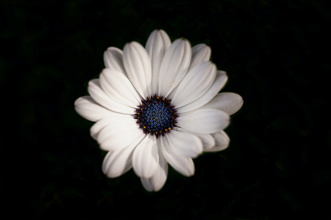 White Daisy In Close Up Photography Poster Wall Art Print Home Wall Decor