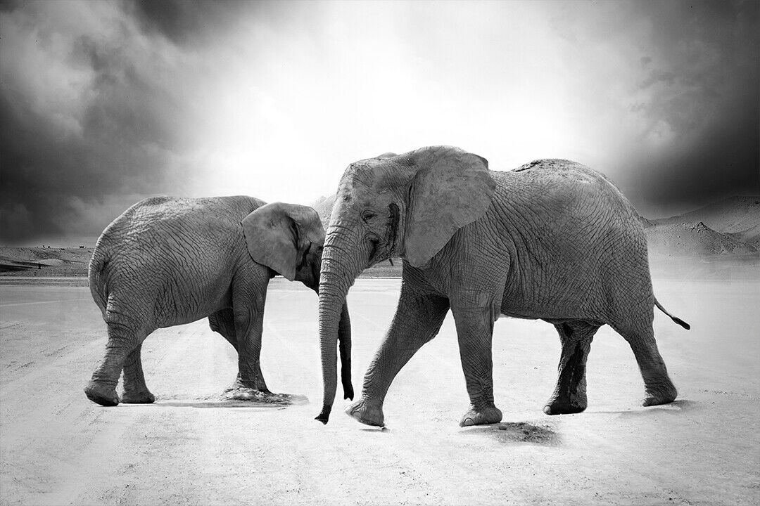 Grayscale Photo Of 2 Elephants Poster Wall Art Print Home Wall Decor