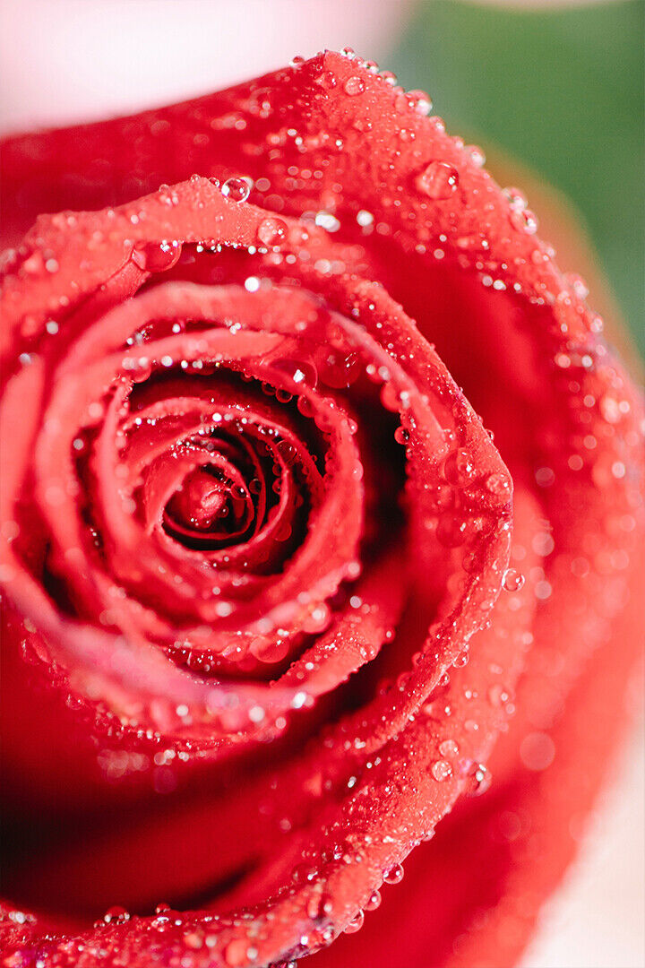 Blooming Rose With Gentle Petals Poster Wall Art Print Home Wall Decor