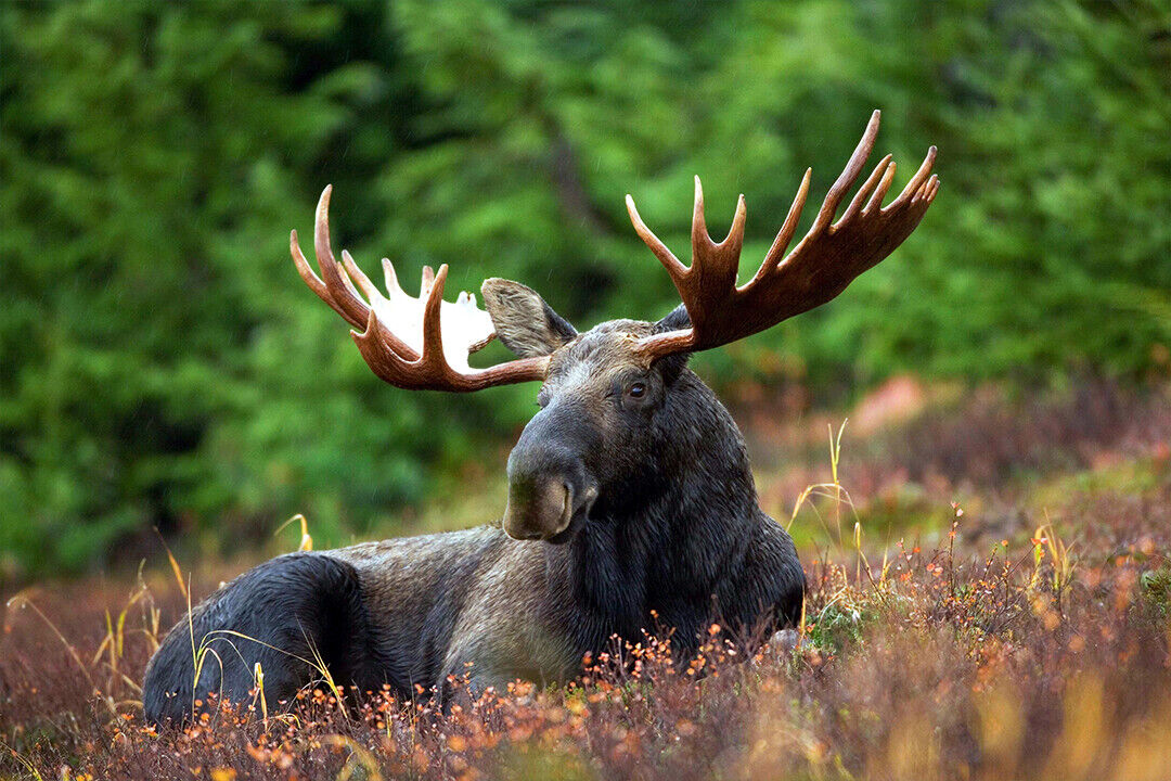 Black Deer Lying On Plants Near Green Trees Poster Wall Art Print Home Wall Decor