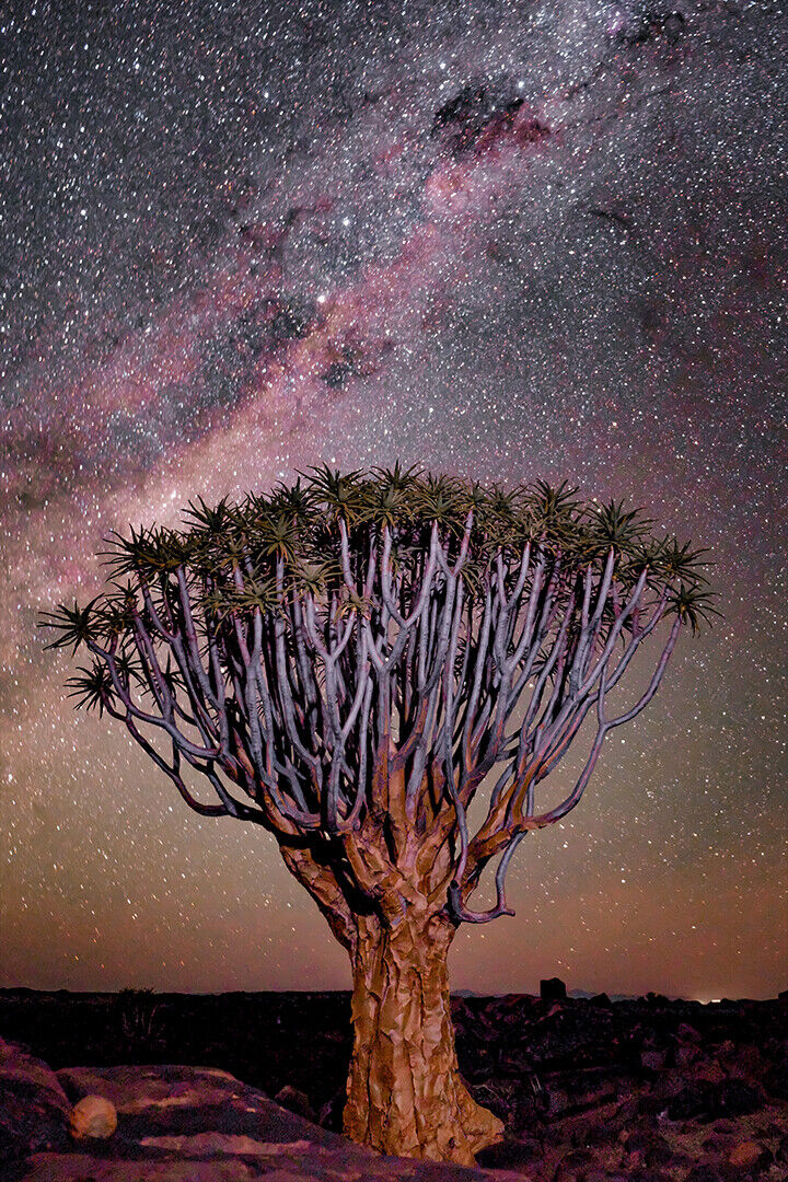 Tree Under Stars Sky Poster Wall Art Print Home Wall Decor