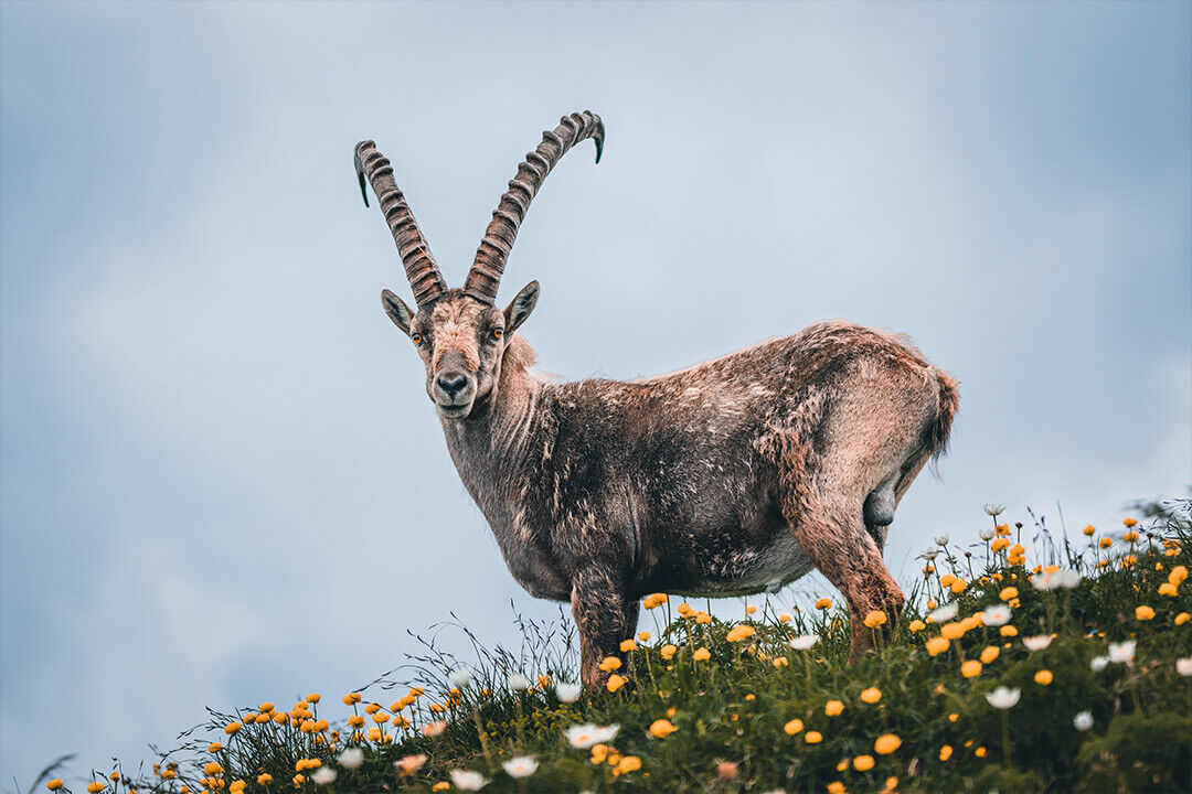 Goat In Floral Grassy Field Poster Wall Art Print Home Wall Decor