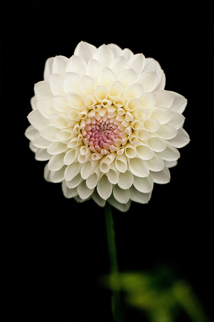 Beautiful White Flower On Black Background Poster Wall Art Print Home Wall Decor
