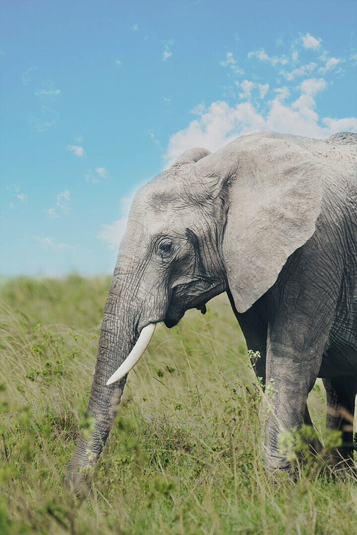 Elephants On Green Grass Field Poster Wall Art Print Home Wall Decor