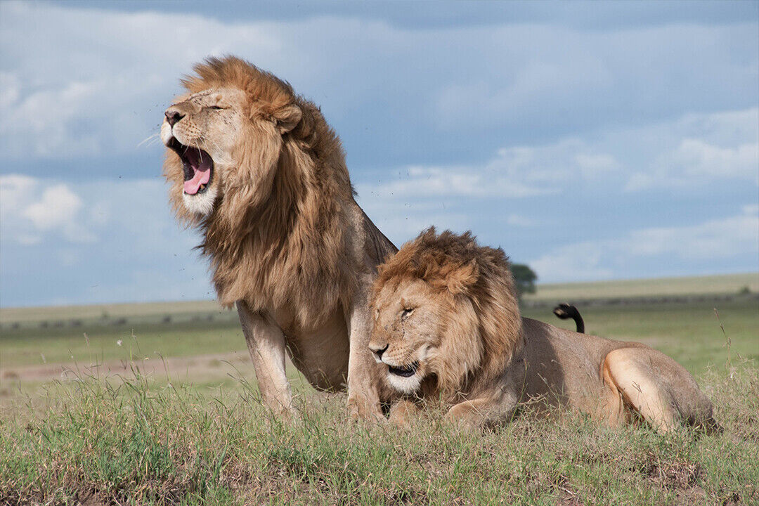 Wild Cats Brown Lions Art Poster Wall Art Print Home Wall Decor