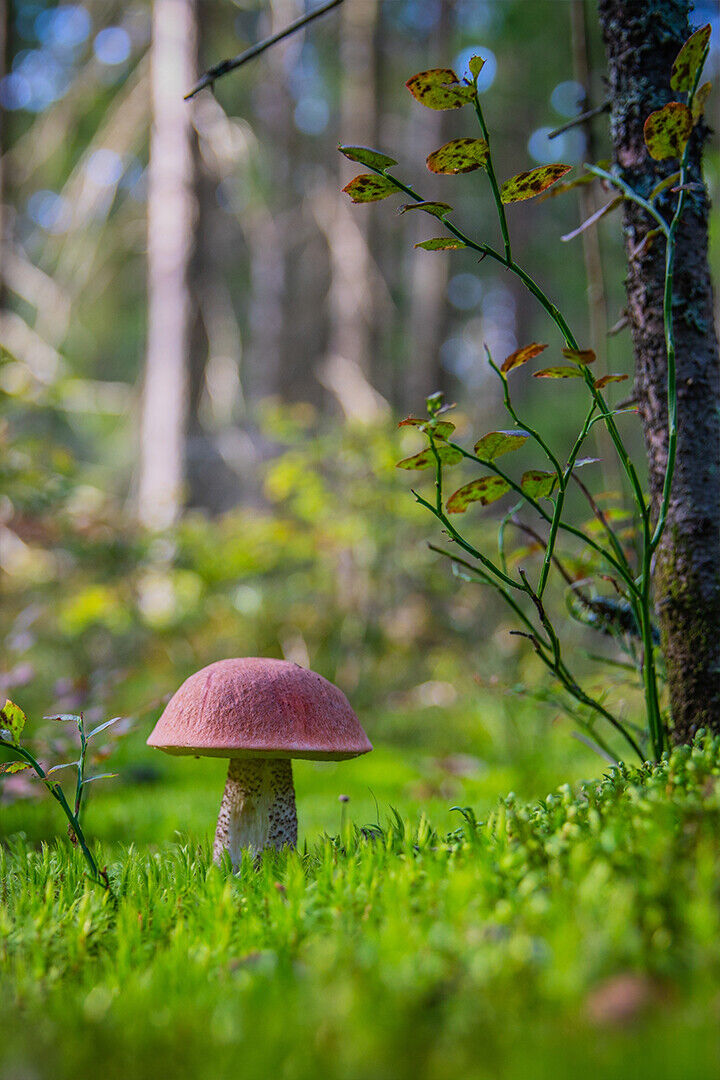 Red Mushroom On Grass Field Poster Wall Art Print Home Wall Decor