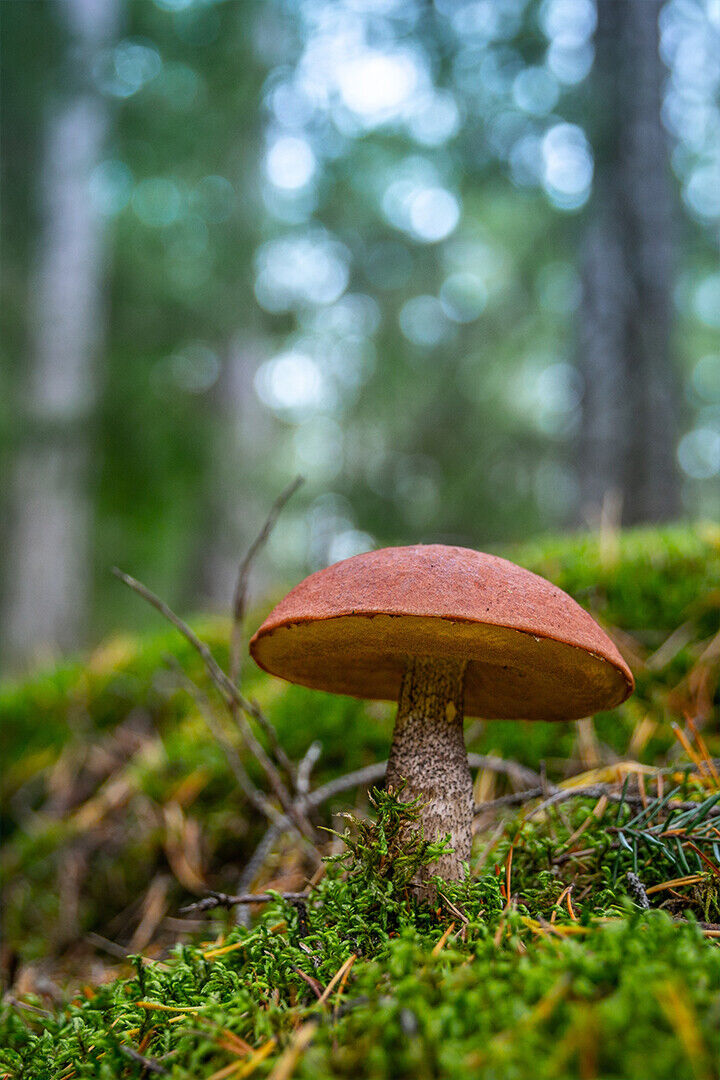 Brown Mushrooms On Forest Ground Poster Wall Art Print Home Wall Decor