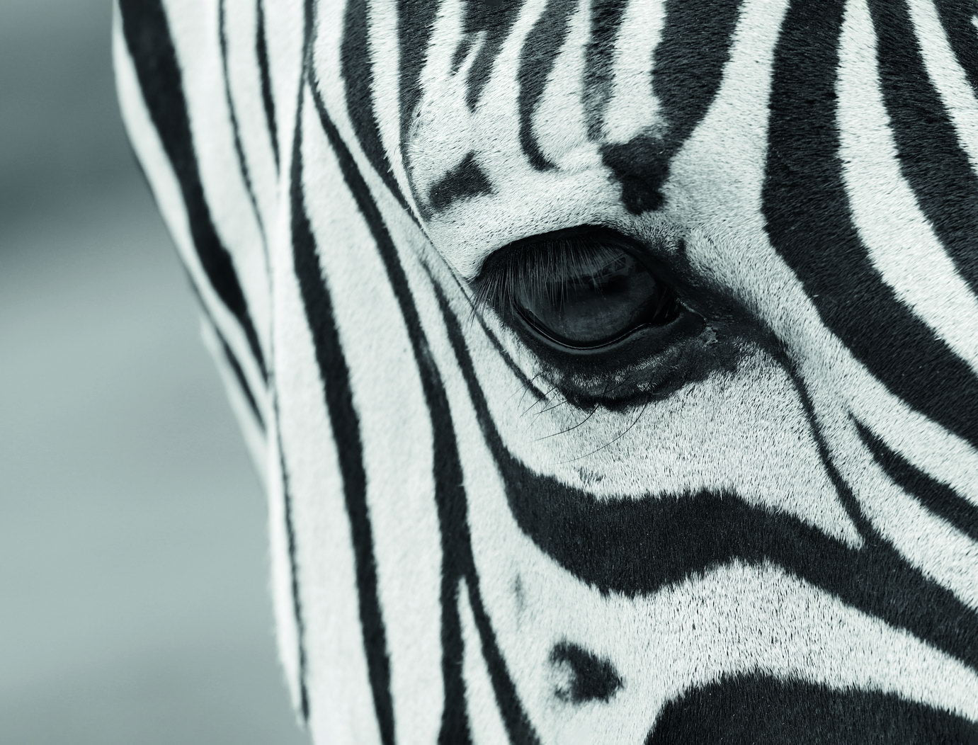 Close-Up Zebra's Eye Animal Art Poster - xonomax