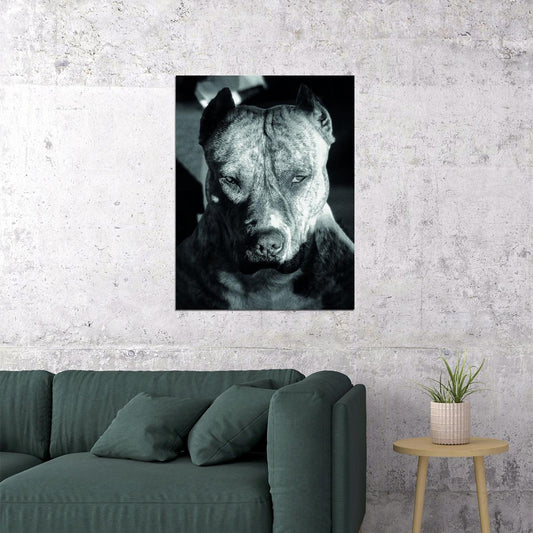 American Staffordshire Terrier Amstaff Black And White Dog Animal Art Poster - xonomax