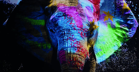 Elephant Colorfull Pop Art Poster Multicolor Watercolor - xonomax